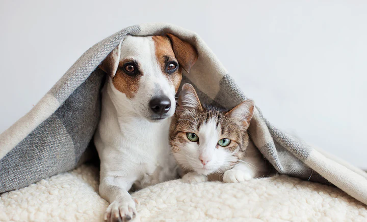Conseils pour protéger votre animal pendant l'été