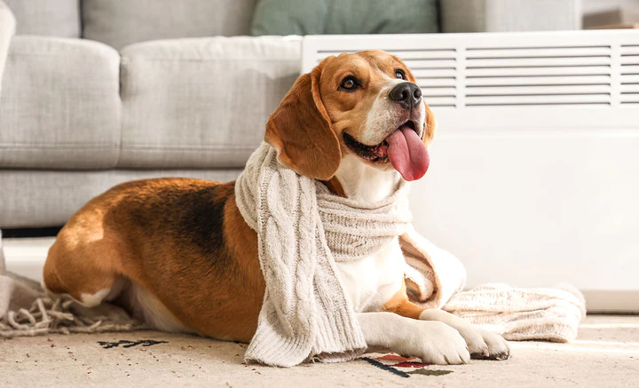 Comment garder votre chien en bonne santé et heureux